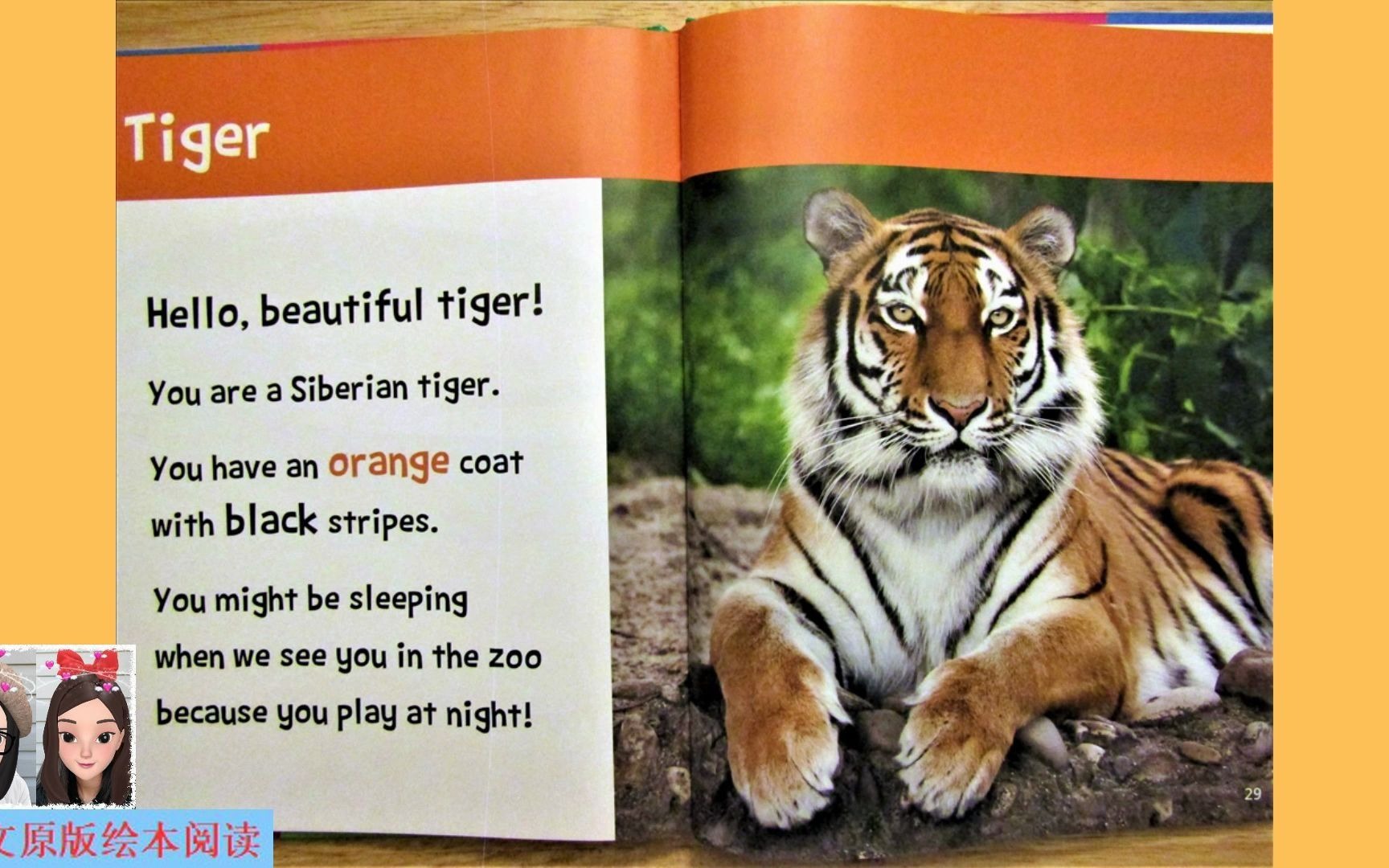 【英文绘本阅读】Hello, Beautiful! Zoo Animals: tiger 《你好,美丽!动物园动物篇》之老虎哔哩哔哩bilibili