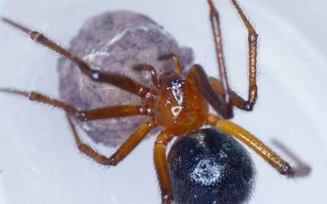 红足岛蛛追杀蟑螂