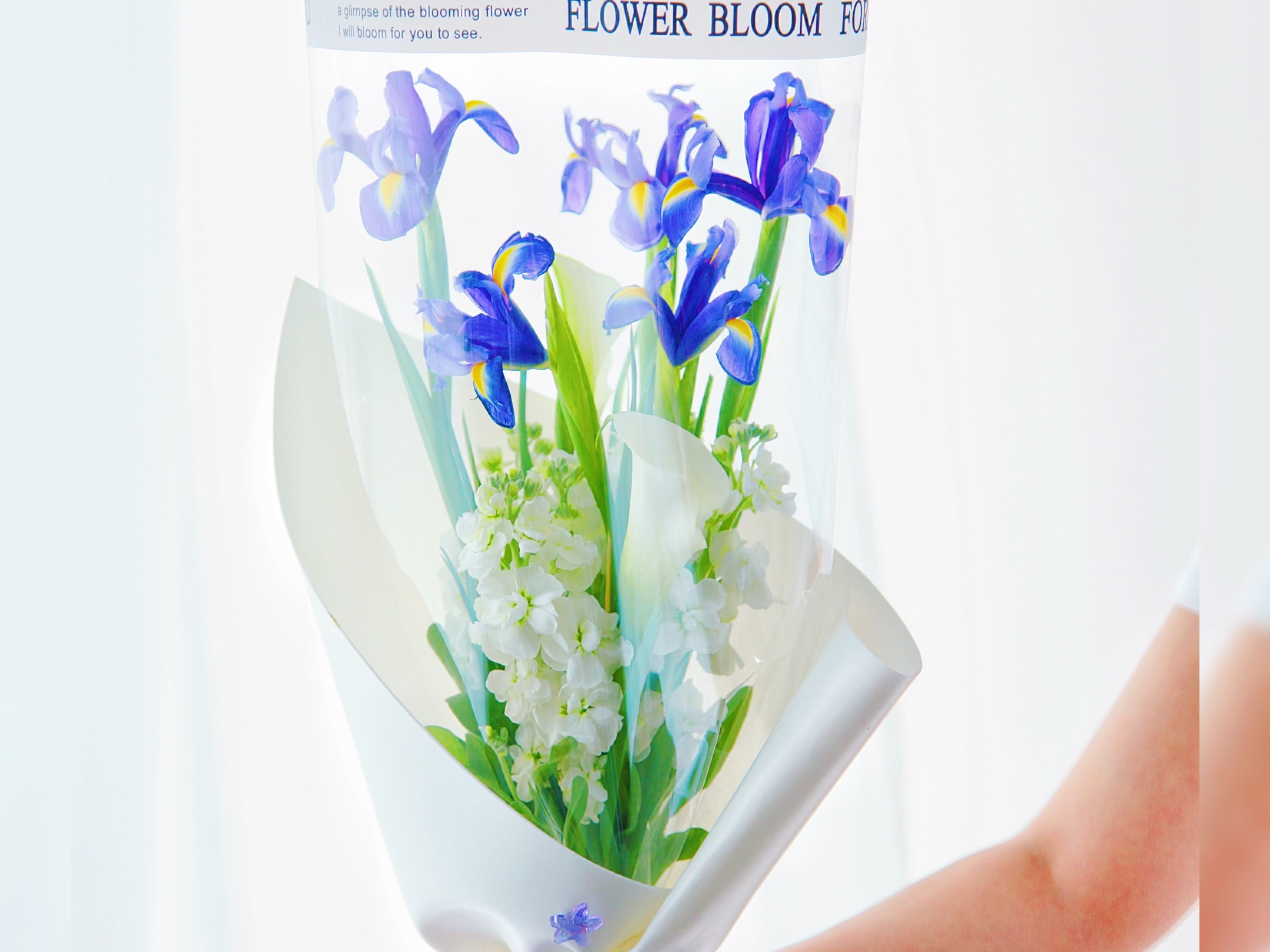 鸢尾花,法国的国花,浪漫的花朵,盛开出意想不到形状,奇迹般的浪漫