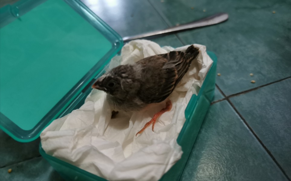 【珍珠鸟】雏鸟从窝里掉出来了,鸟爸妈也没有办法