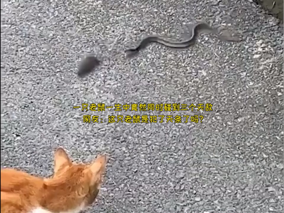 一只老鼠一生中竟然同时碰到三个天敌 网友:这只老鼠是犯了天条了吗?