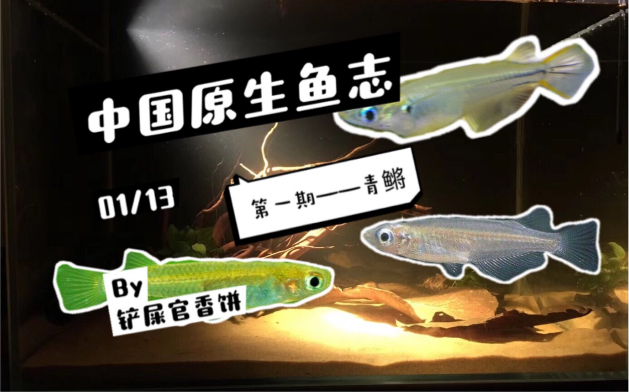 中国的几种原生青鳉鱼