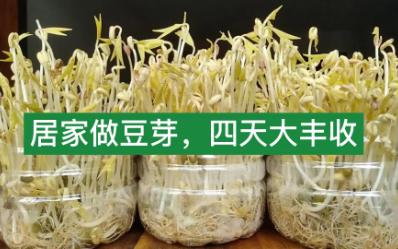 [图]国庆节到了，居家做豆芽，四天大丰收