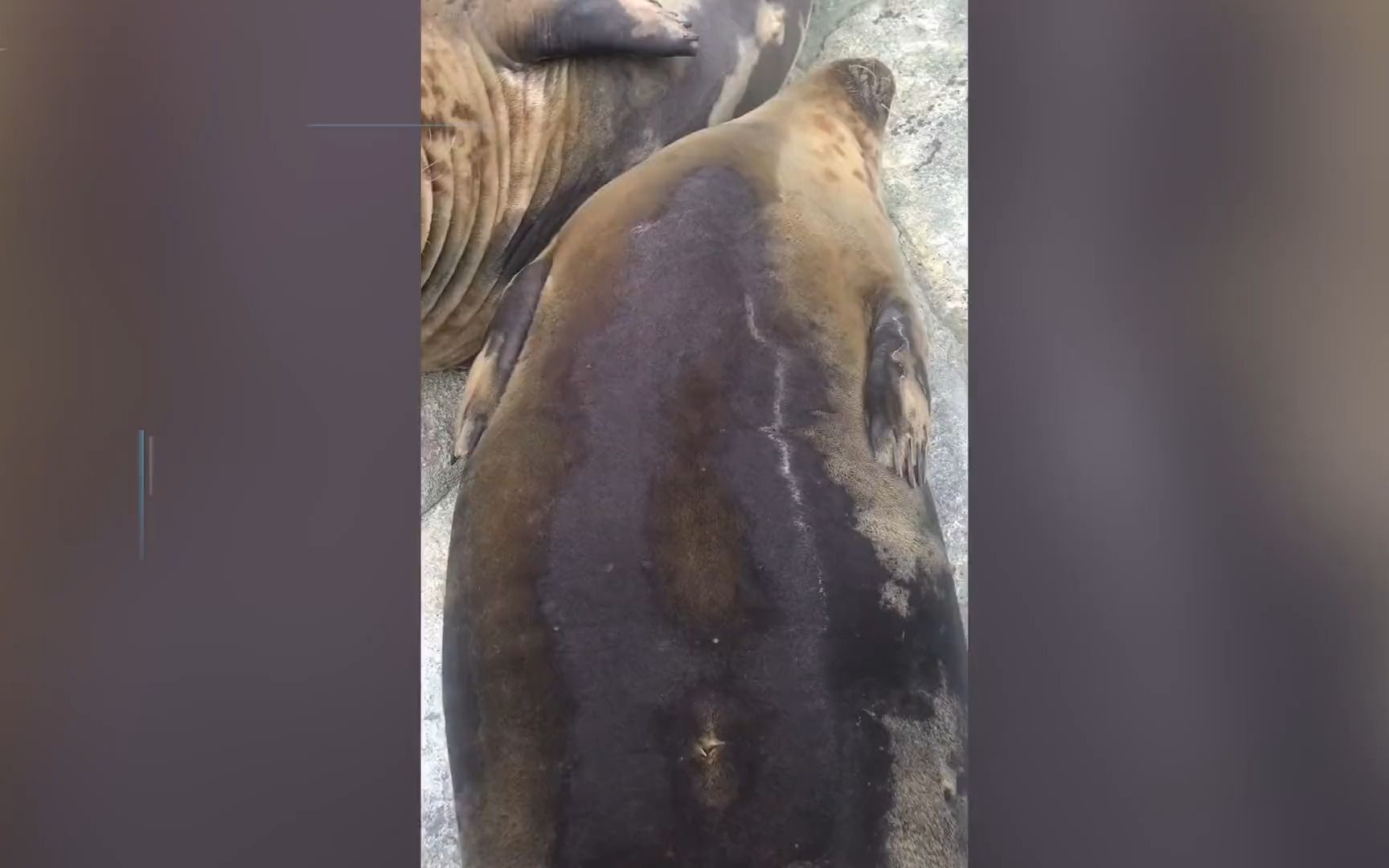 十八块腹肌!男子动物园里抚摸海豹肚子,下一秒直接被可爱到