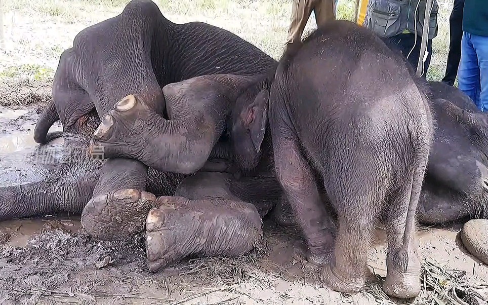 这就是母爱,大象妈妈临死之前,还想喂小象最后一口奶
