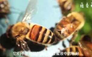 Tải video: 【蜜蜂】小蜜蜂是如何采蜜，酿蜜的？