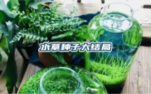 历时一年半，我终于把“水草种子”养到开花结果，可他到底是个什么植物呢，假酢浆草和薛荔都不想啊，有认识他的朋友吗 #水草种子 #水草种植 #植物生长过程