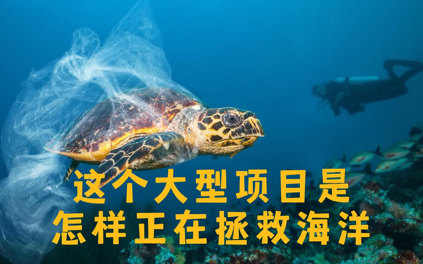 这个大型项目正在拯救海洋