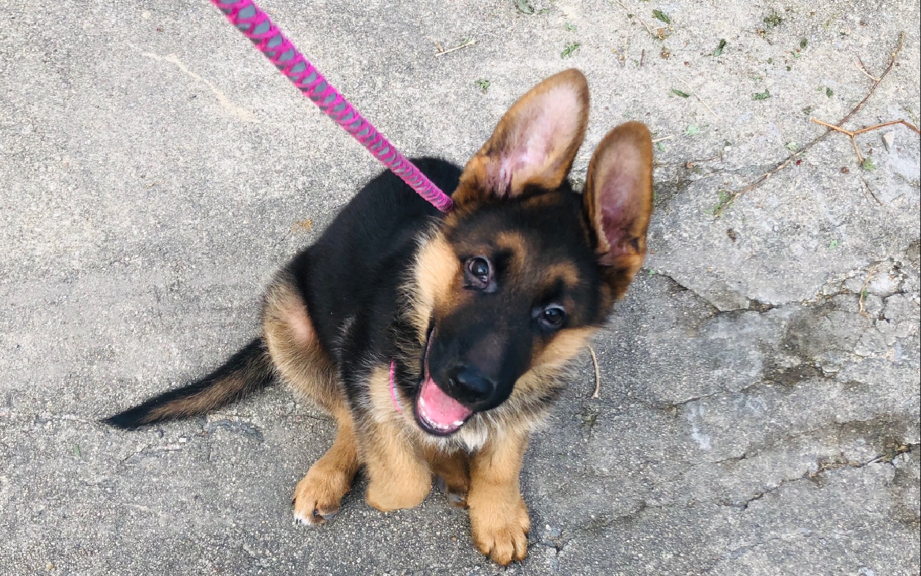 71天的小德牧可爱嘛