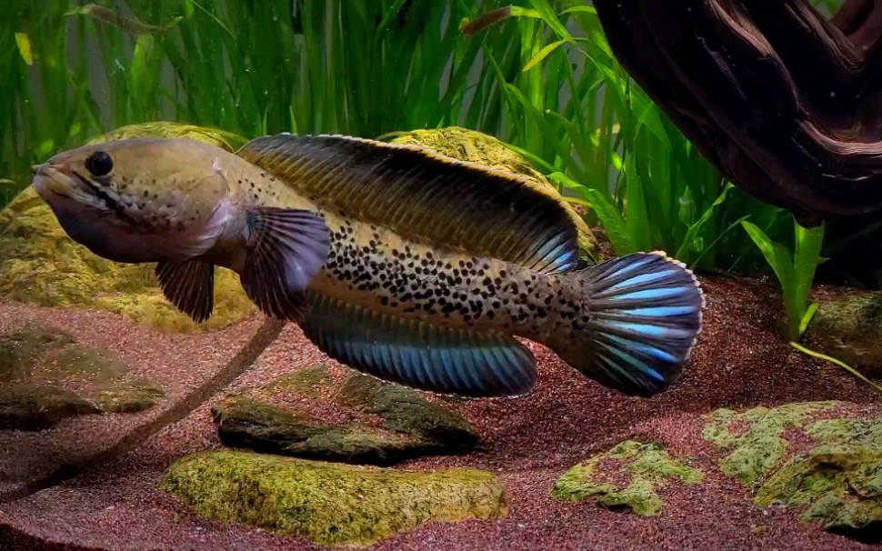 耐看又有点胆小的鬼王雷龙鱼