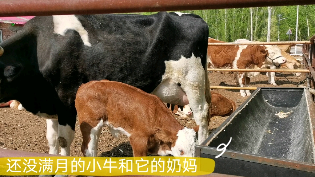 刚出生的小牛长啥样哔哩哔哩bilibili