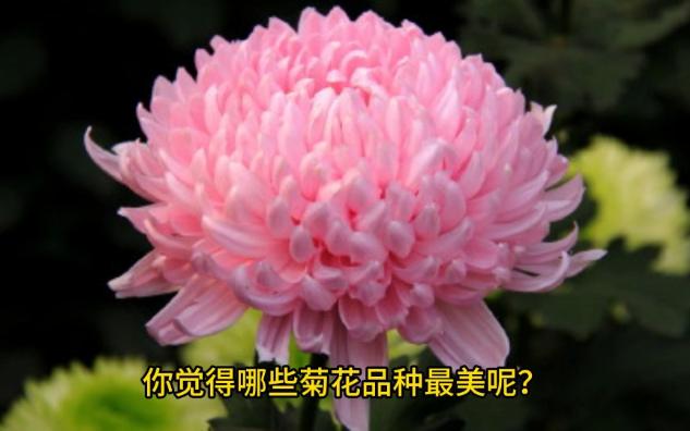 [图]细数最美菊花品种