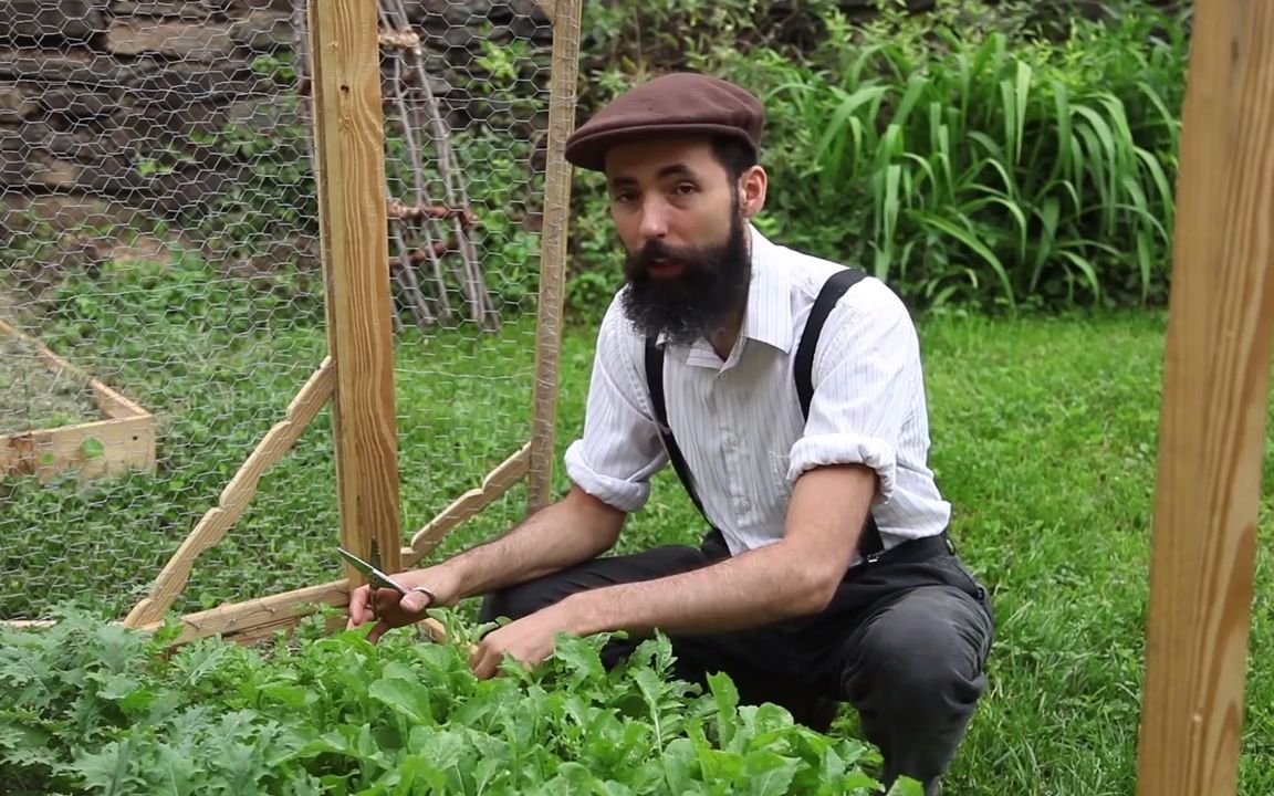 在家种植沙拉,芝麻菜收获和制作沙拉哔哩哔哩bilibili