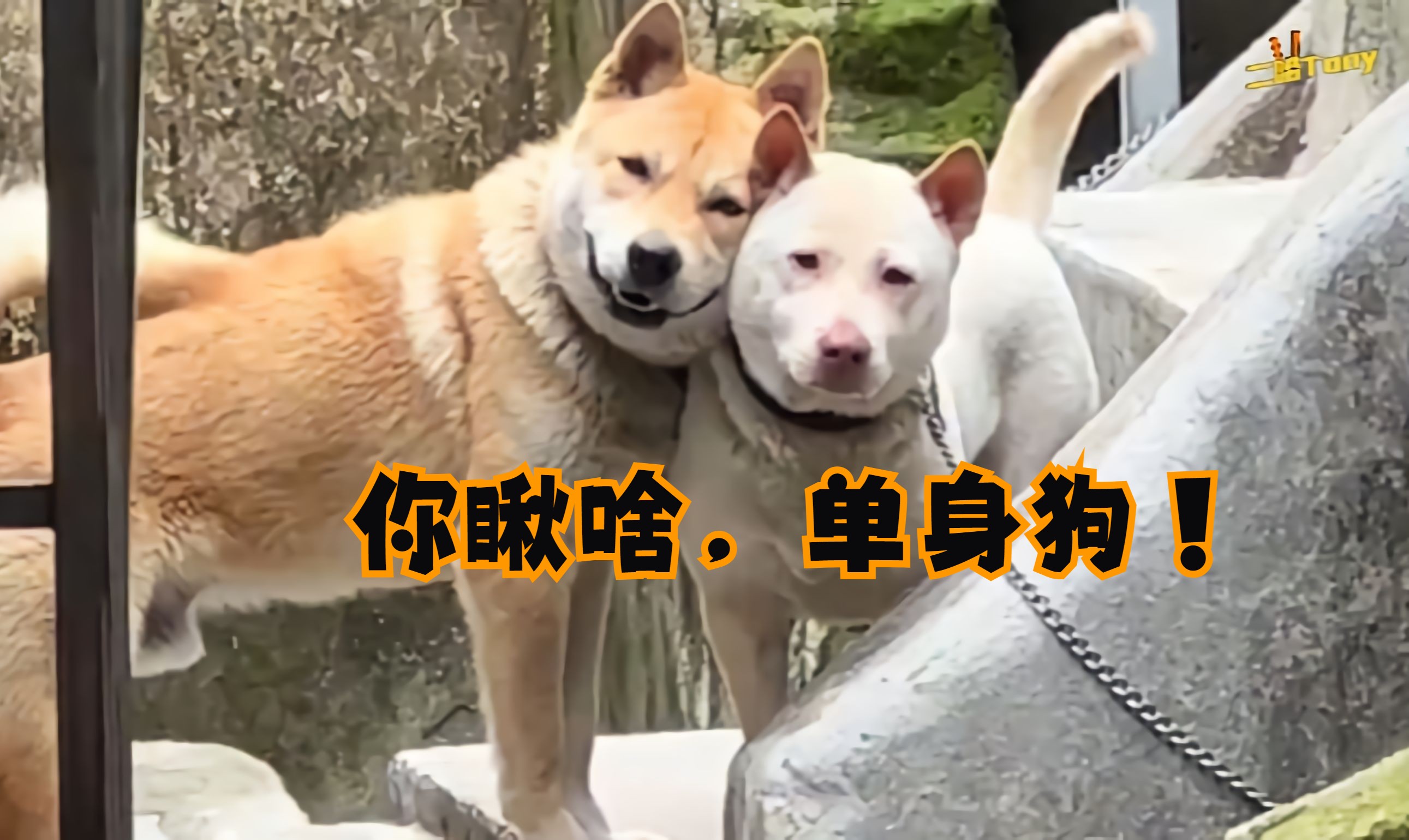 单身狗的我,竟然在520情人节被2条狗给嘲笑了,太可恶了