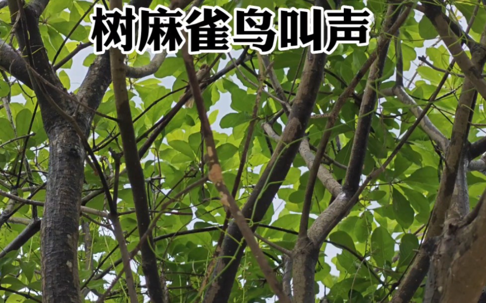 树麻雀幼鸟振翅乞食