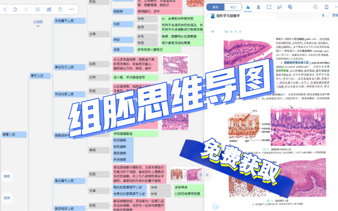 【组胚思维导图】组织学与胚胎学思维导图哔哩哔哩bilibili