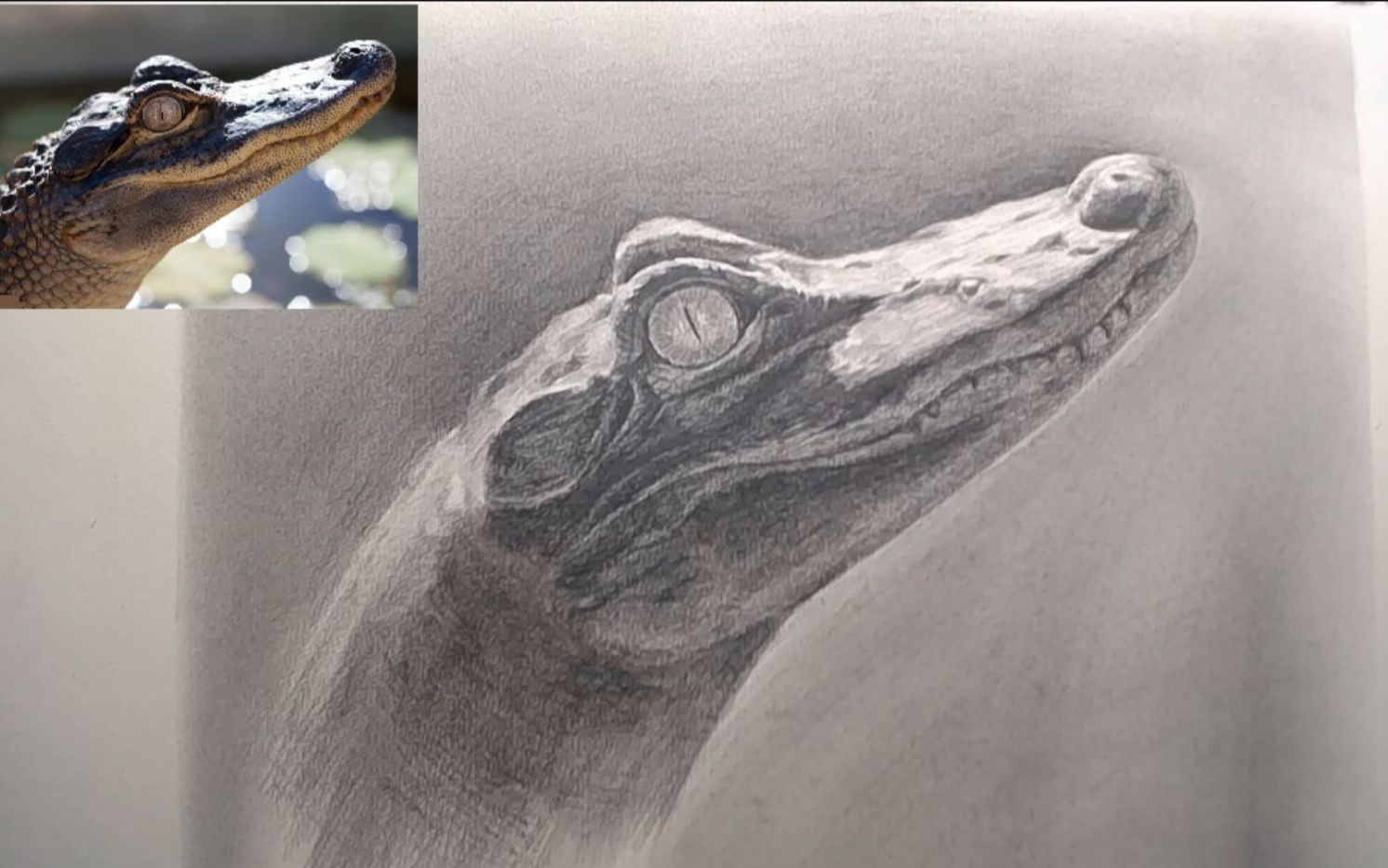 最凶猛的鳄鱼素描画图片