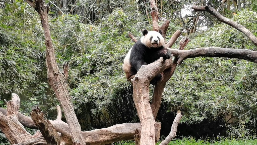 [图]众所周知小熊猫是没烦恼的，一群木架就让婷仔玩的笑到见牙不见眼