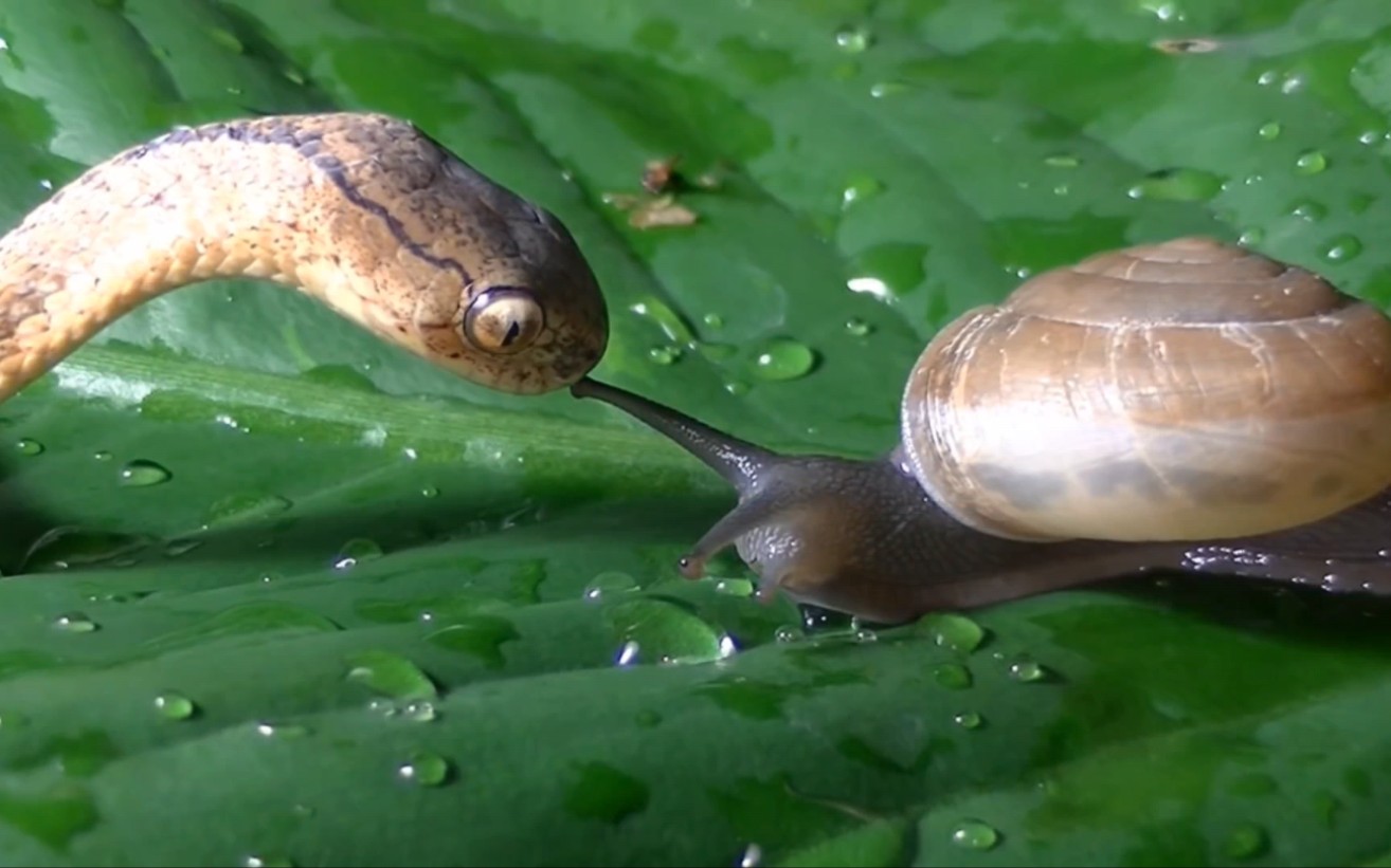 蜗牛遇到蛇,直接被吸干