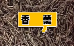 Download Video: 【中草药 1】本草之香薷~中药之香薷~【书恒本草缘】（医学科普，仅供参考~）