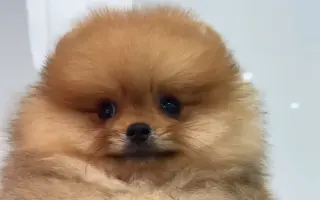 黄色博美 搜索结果 哔哩哔哩 Bilibili