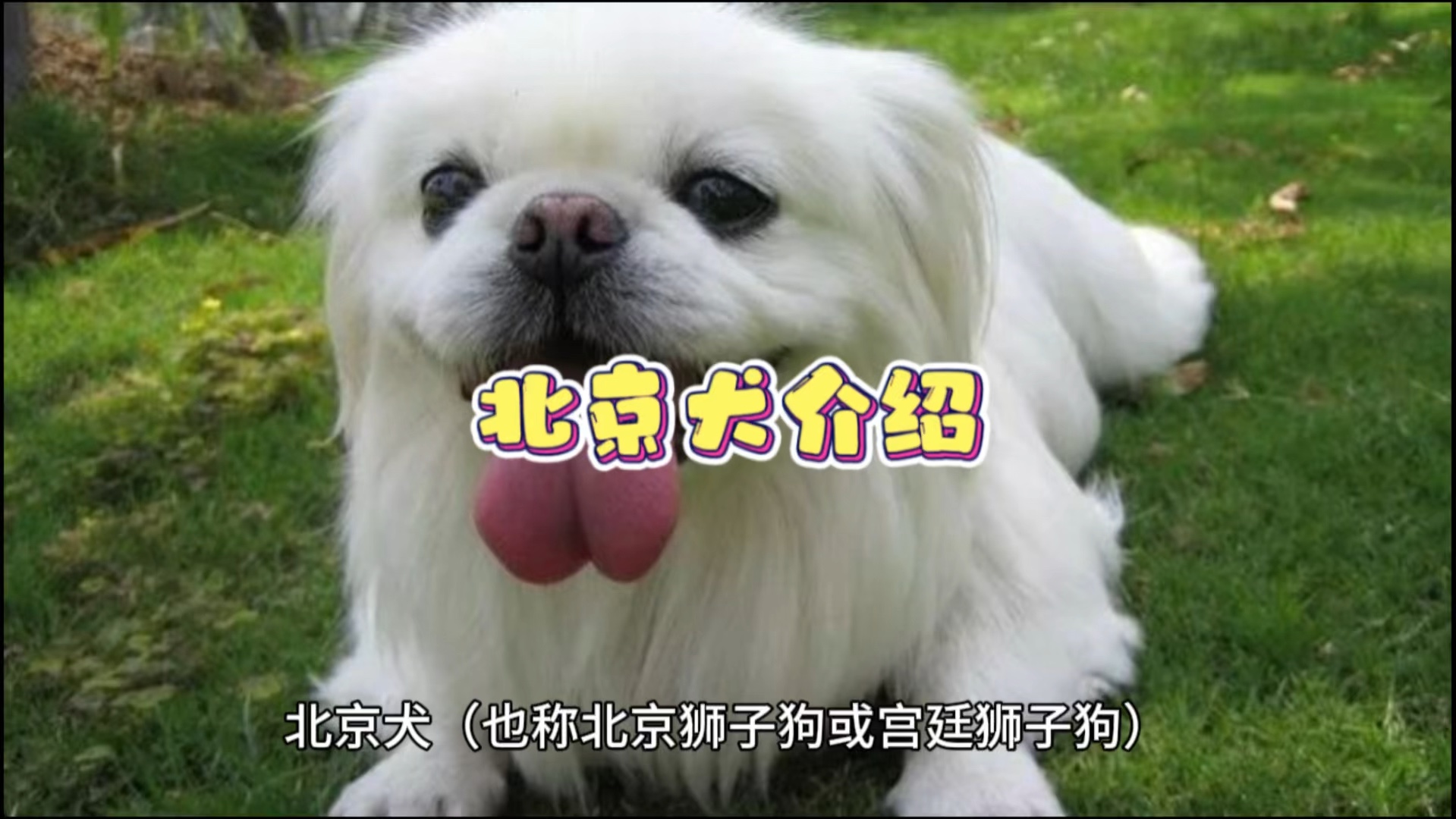 第34期:北京犬介绍#北京犬 #狗狗 #萌宠出道计划 #萌宠 #科学养宠攻略哔哩哔哩bilibili