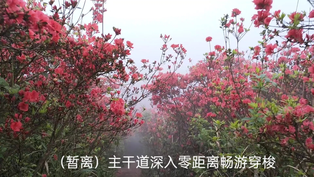 《贵州丹寨龙泉山杜鹃花海》哔哩哔哩bilibili