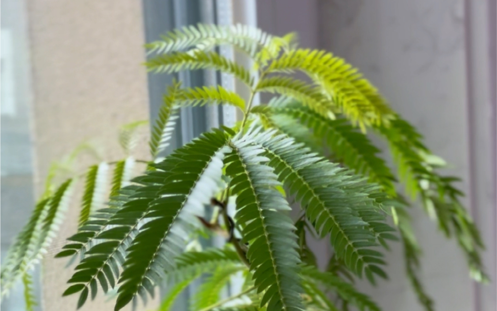 密叶猴耳环,养了快一年了