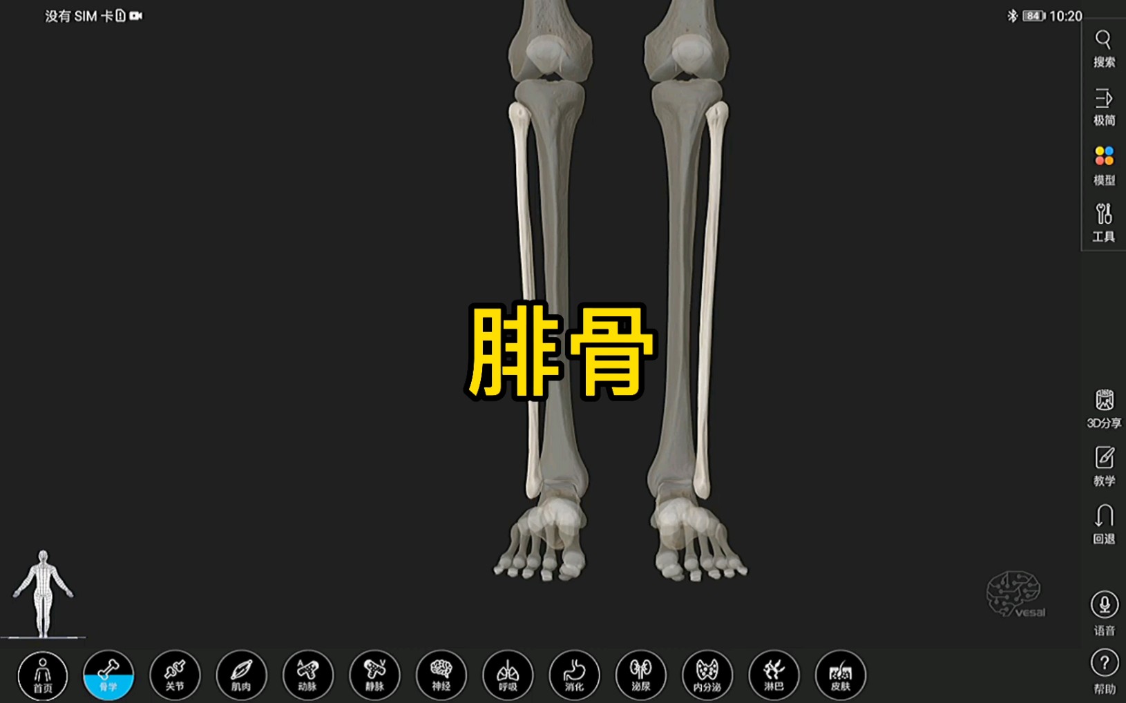 腓骨的3D解剖哔哩哔哩bilibili