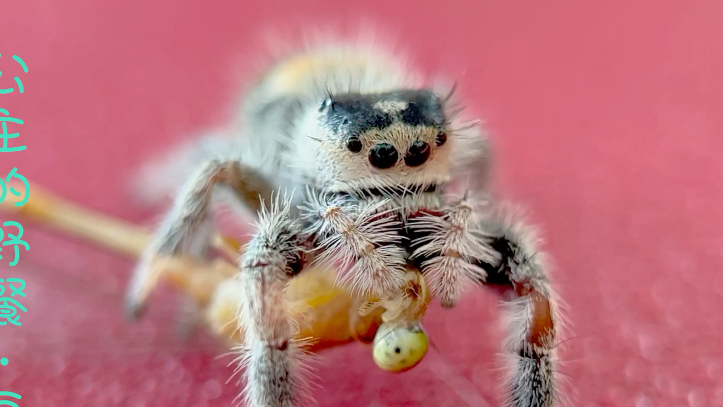 公主的野餐·佛罗里达跳蛛