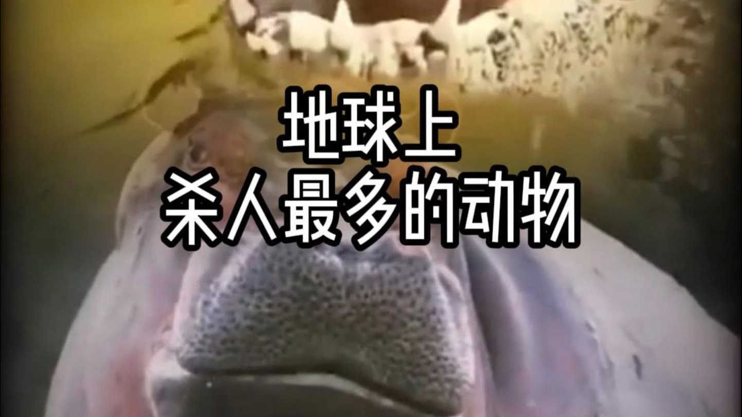 世界上杀人最多的动物