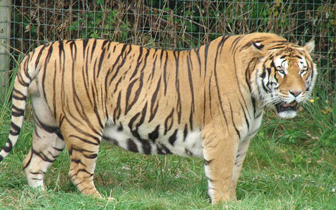 体型最大的老虎图片