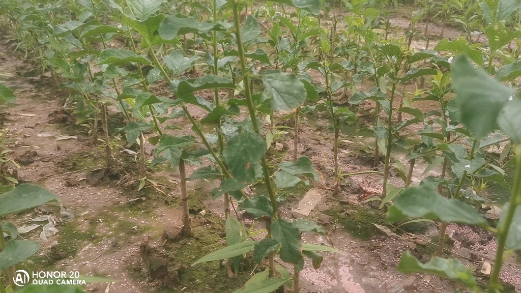 艾琳娜西梅介绍 #艾琳娜西梅苗