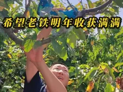 Video herunterladen: 樱桃树修剪详细过程，园区指导