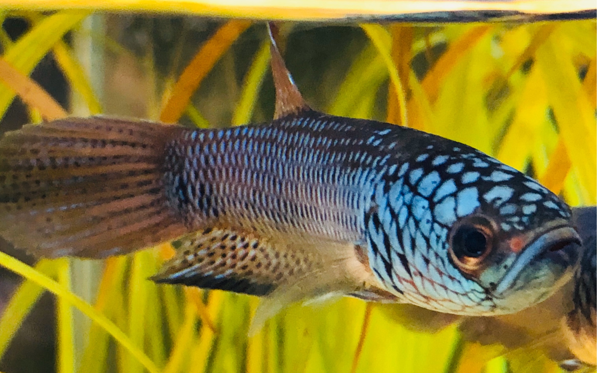 原斗 安图塔战狗