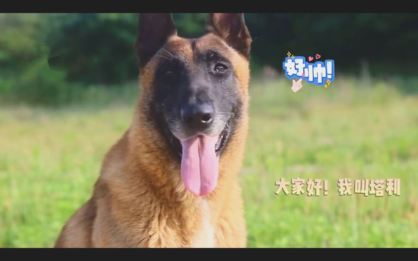 军犬塔利:最可爱的海防卫士哔哩哔哩bilibili