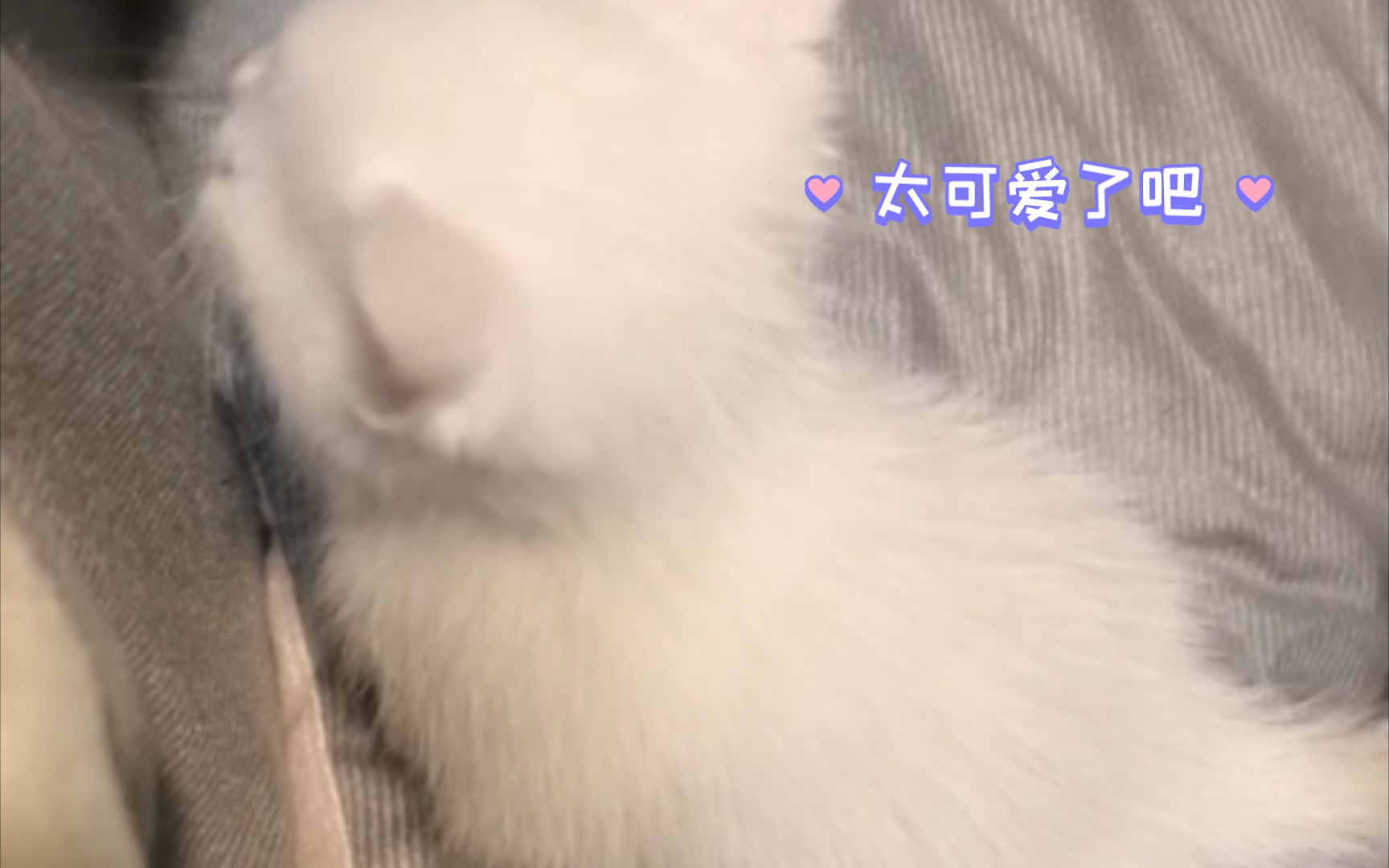 可爱到爆炸!小奶猫萌翻你的心了吗?