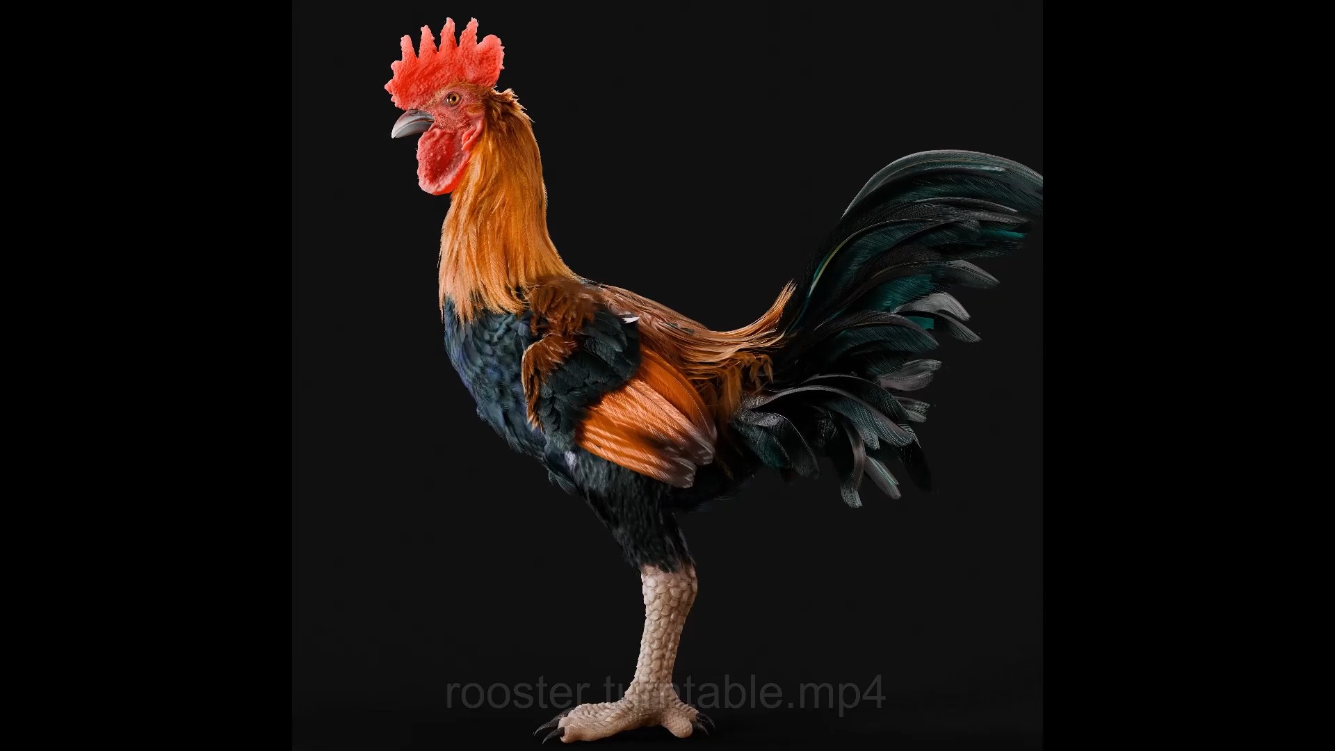 1 ! 创建一只大公鸡3d模型 !