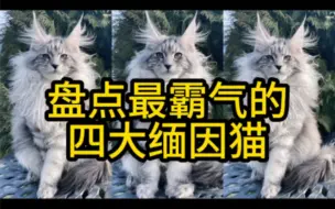 Download Video: 盘点最霸气的四大缅因猫！