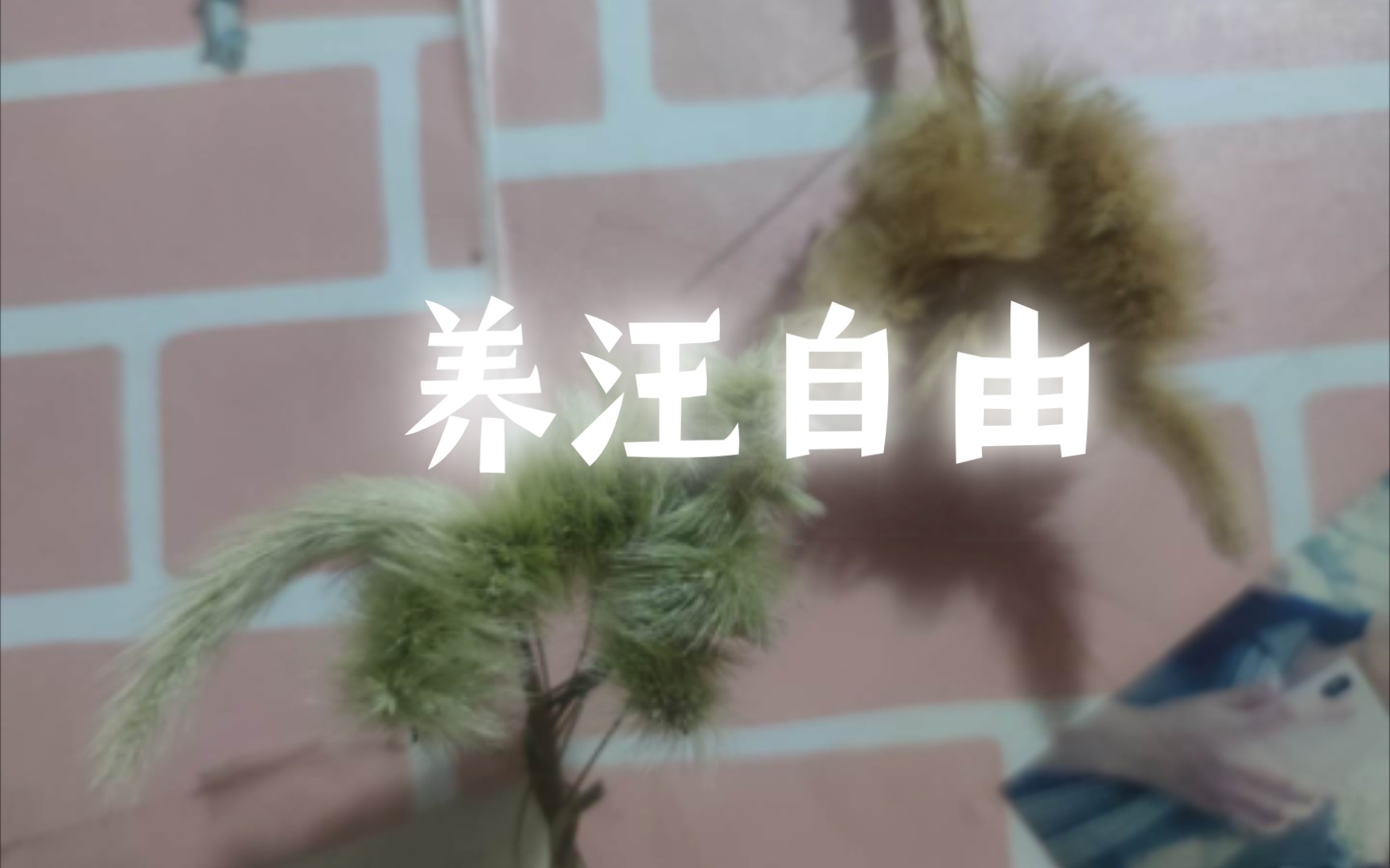 用狗尾巴草编一只小狗𐟐•,实现养汪自由!哔哩哔哩bilibili