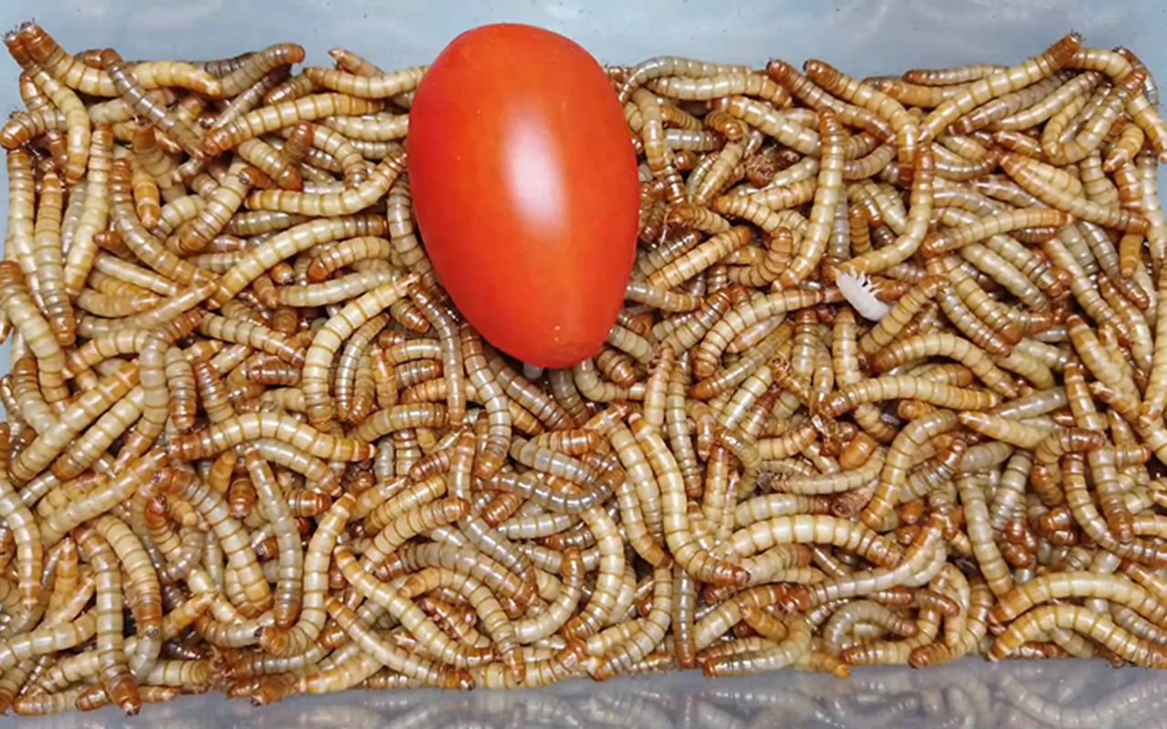 1000条面包虫 vs 一个小番茄