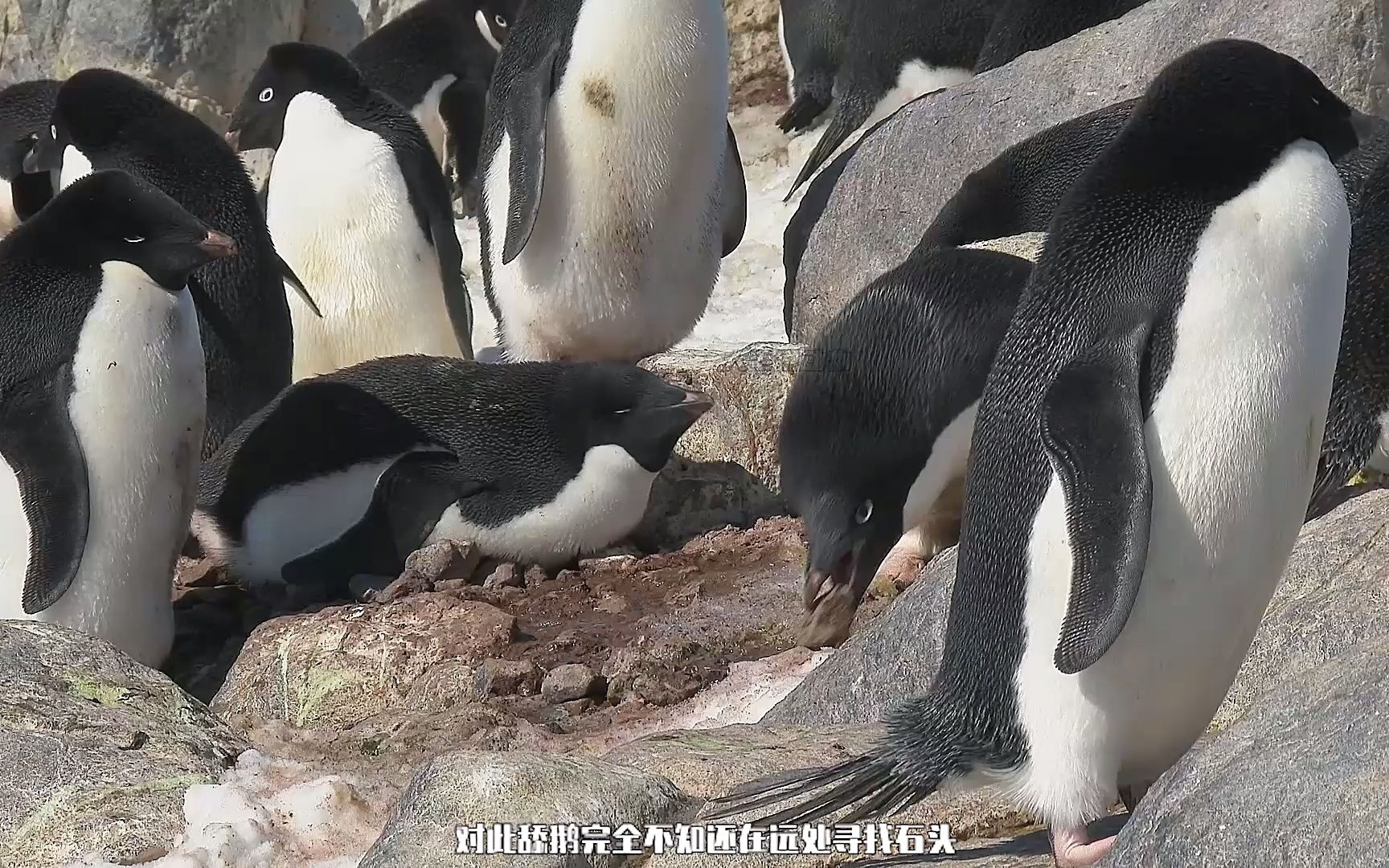 [图]值得给孩子一看《荒野间谍》堪称动物纪录片的天花板强烈推荐