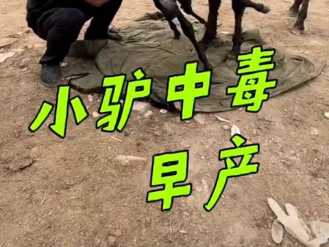 小驴中毒导致早产,最终没能撑过一天