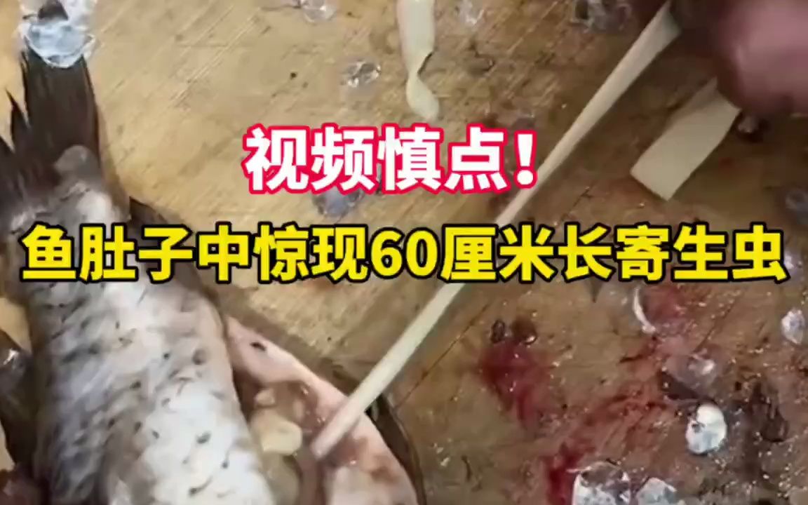 鱼肚子中惊现60厘米长寄生虫哔哩哔哩bilibili