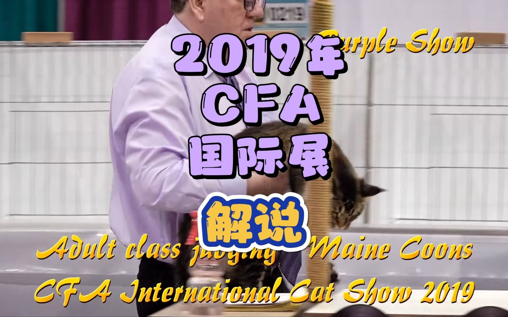 猫咪比赛解说2019年CFA国际展哔哩哔哩bilibili