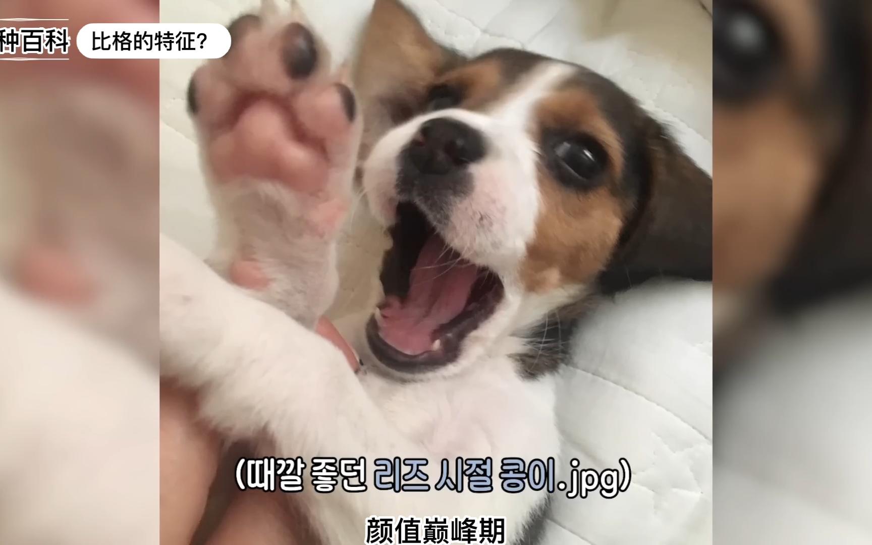 犬种百科之比格犬(请别叫我恶魔犬啦)哔哩哔哩bilibili