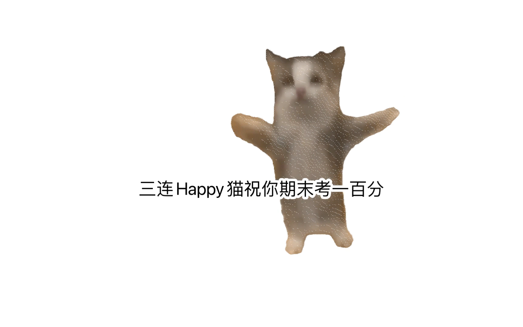happy猫来辣!