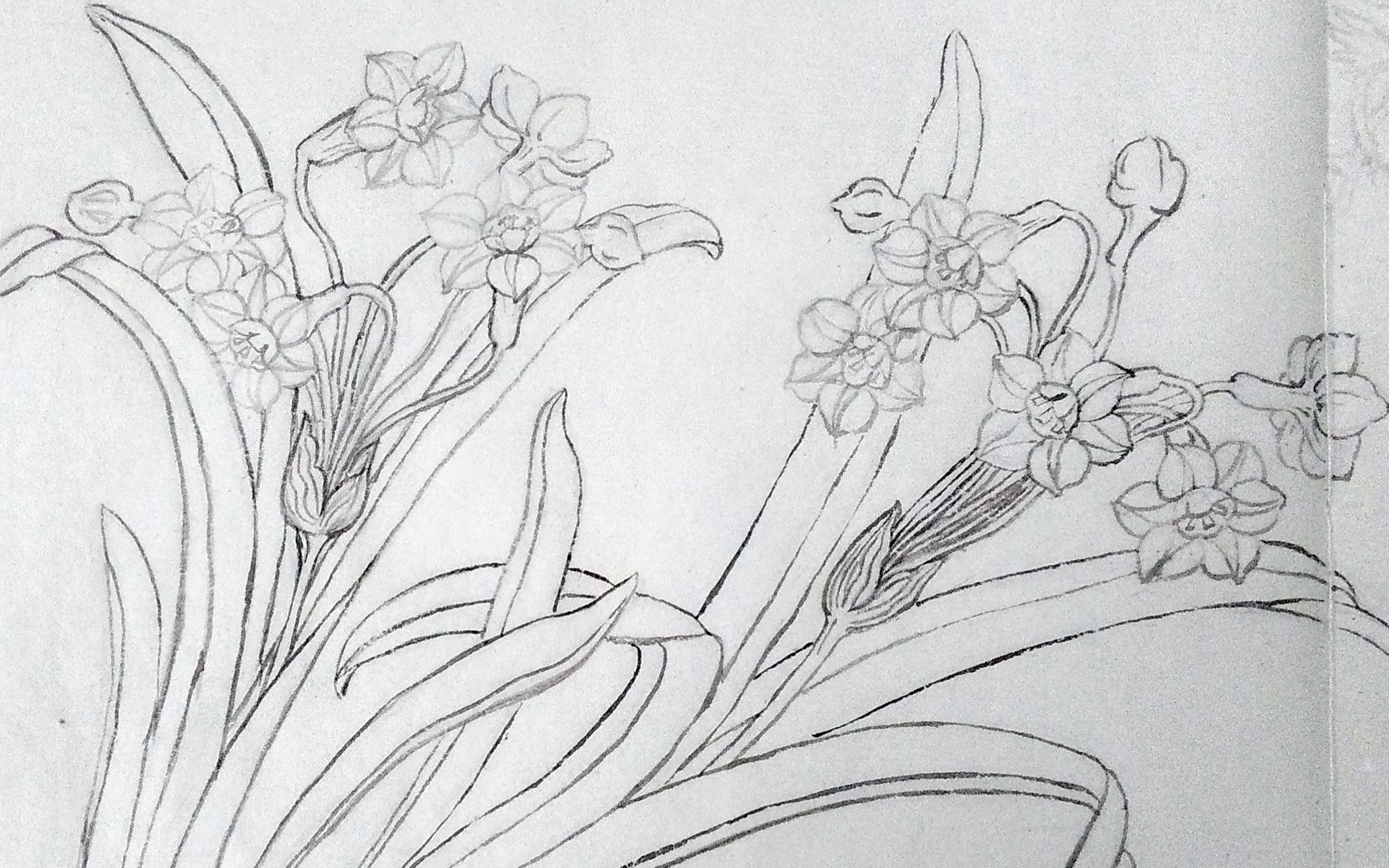 活动作品工笔手绘过程白描水仙花