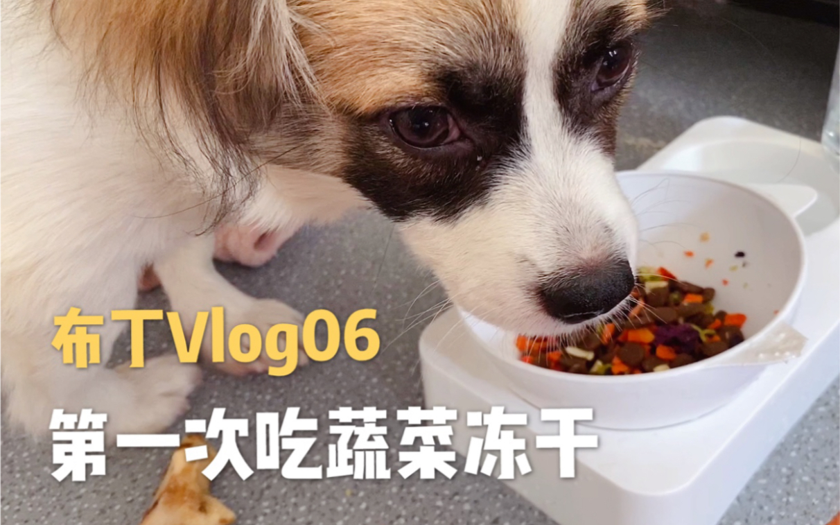 【蝴蝶犬串串】小狗第一次吃干的蔬菜冻干,嘎嘣脆|布丁Vlog6哔哩哔哩bilibili