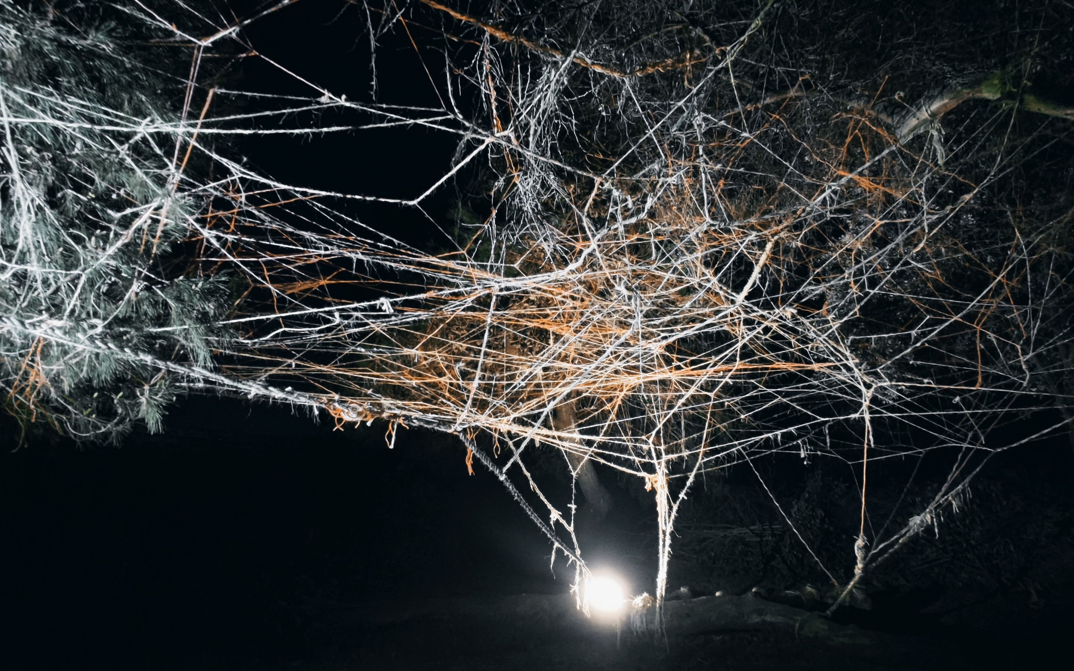 装置艺术影像 · 回音无声之树